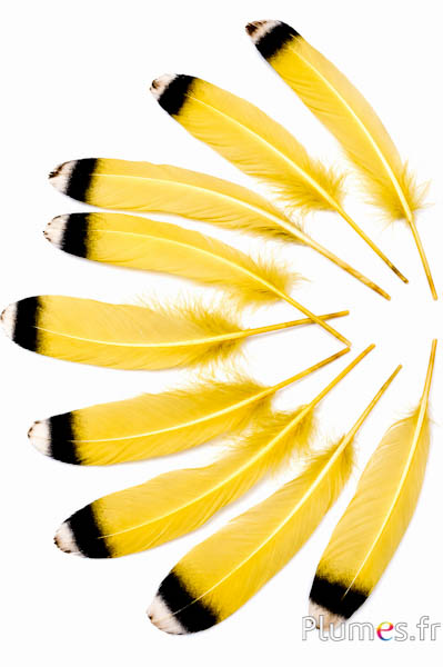 Gans zwart-gouden punt - 15-21 cm - topaasgeel